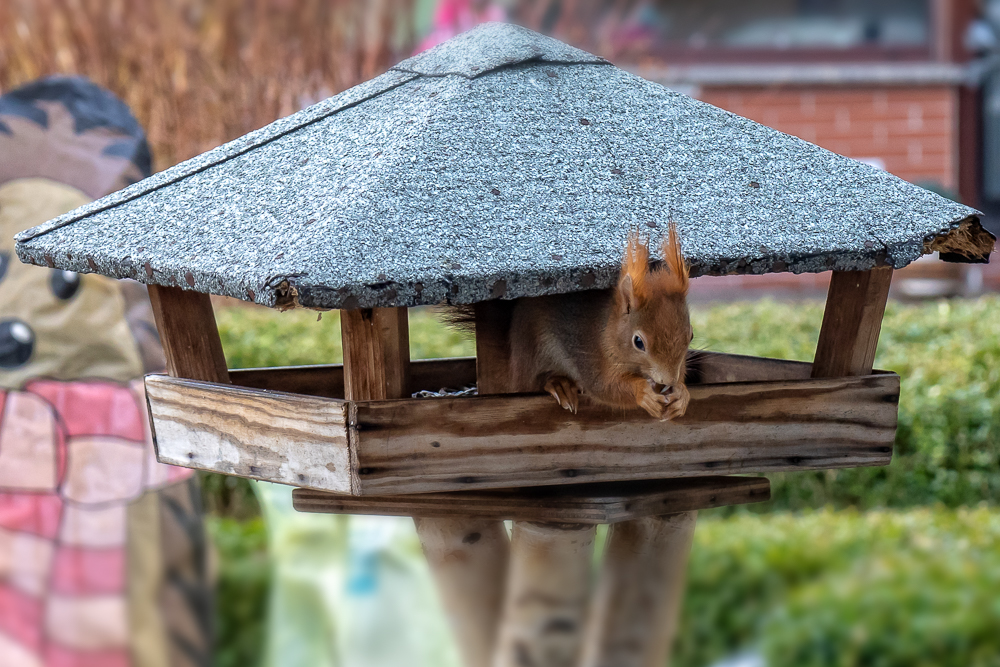 Eichhörnchen auf Futtersuche