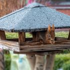 Eichhörnchen auf Futtersuche