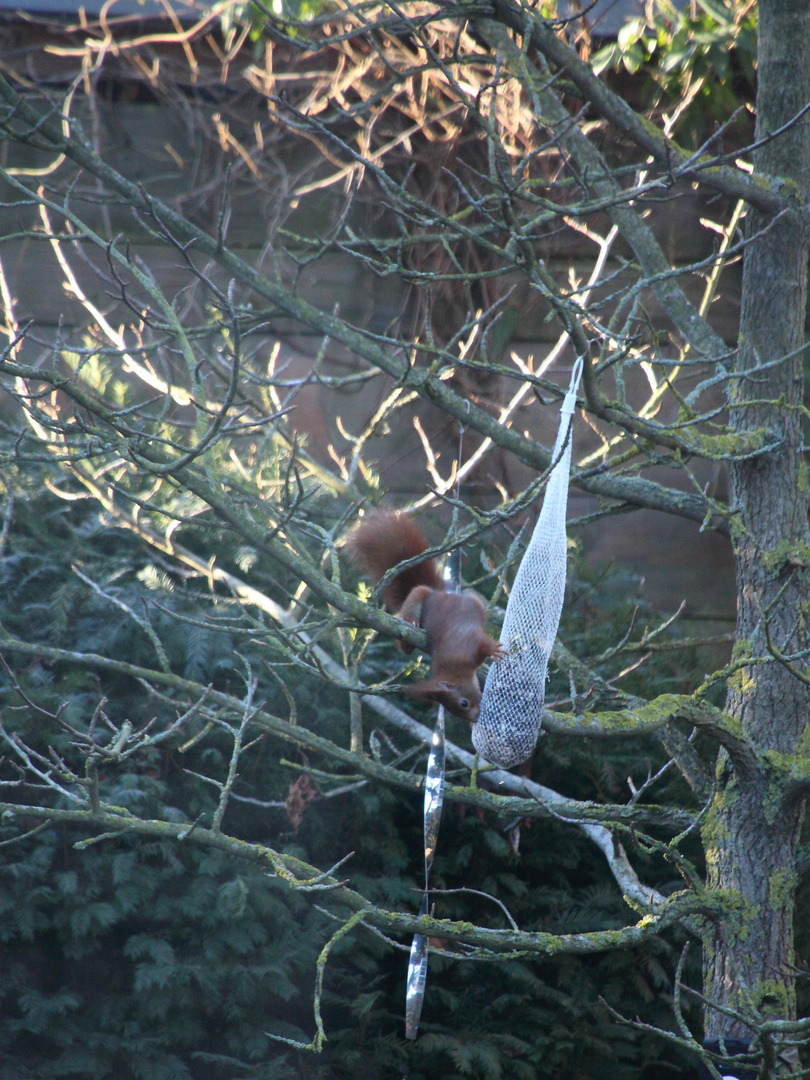 Eichhörnchen auf Futtersuche