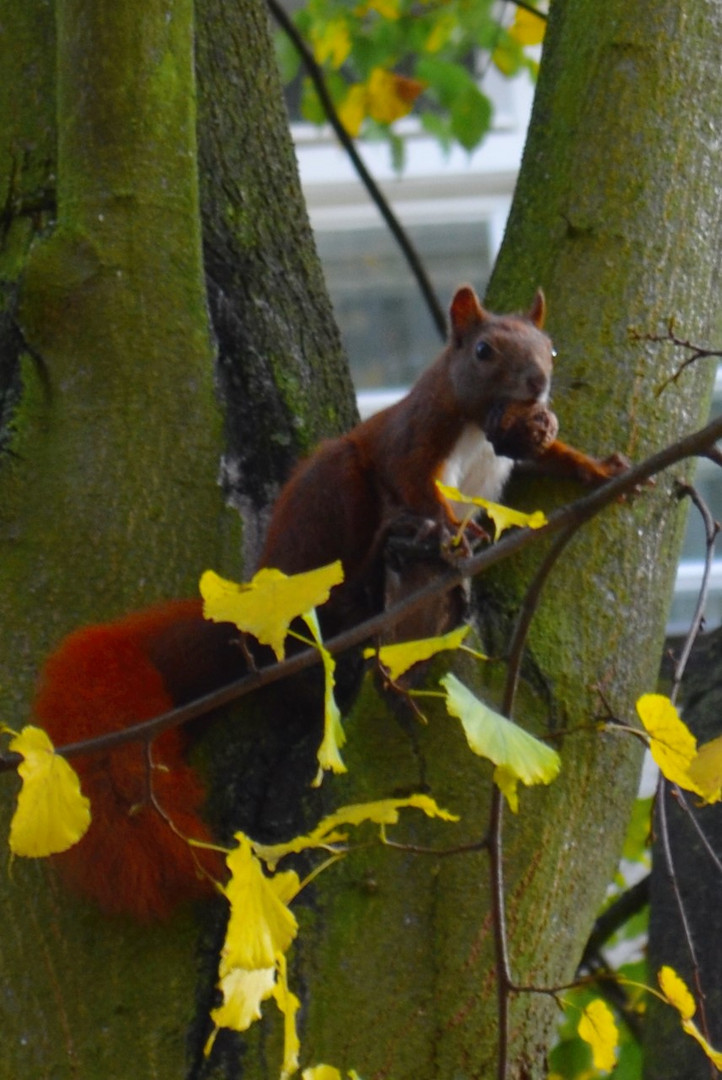 Eichhörnchen auf Futtersuche