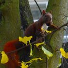 Eichhörnchen auf Futtersuche