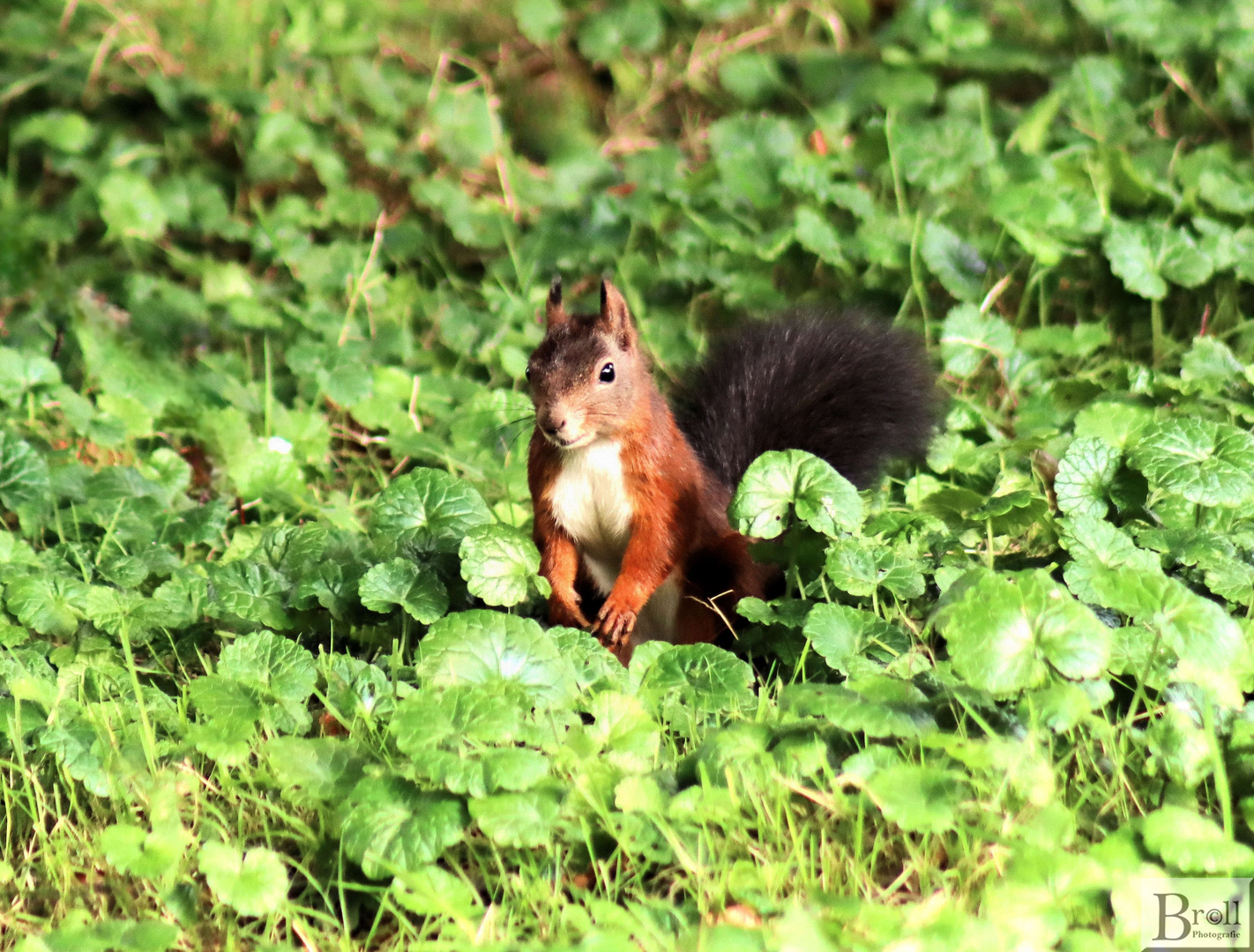 Eichhörnchen auf Futtersuche