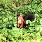 Eichhörnchen auf Futtersuche