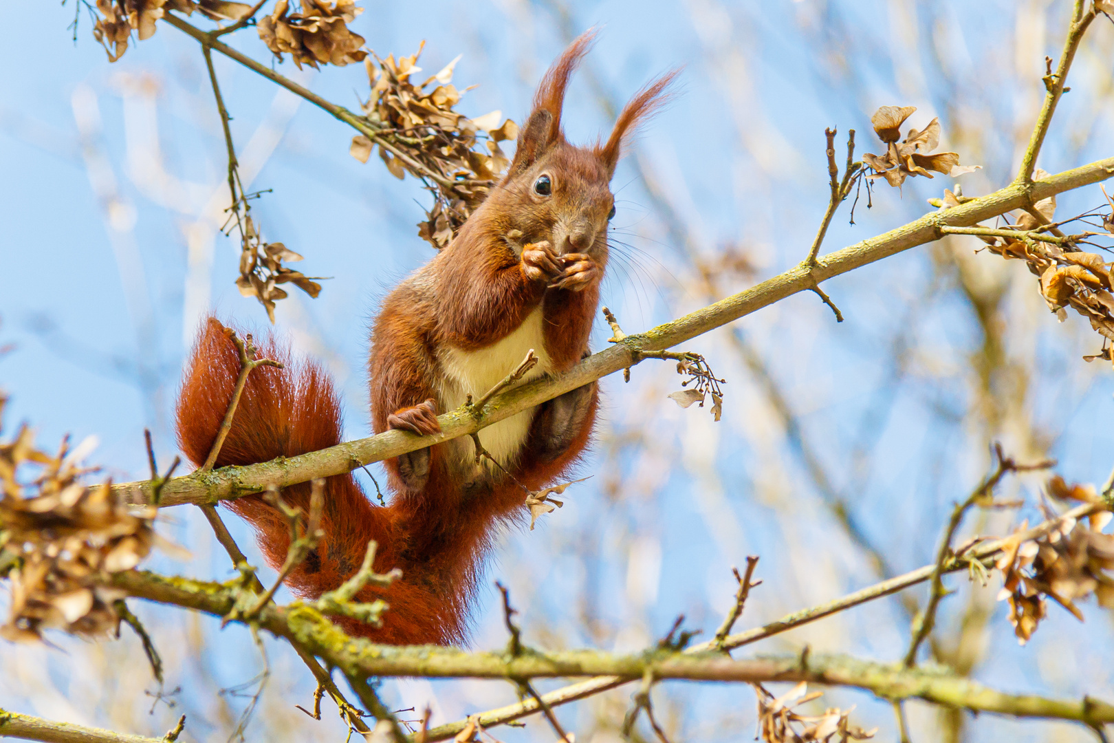 Eichhörnchen auf Futtersuche im Winter