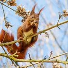 Eichhörnchen auf Futtersuche im Winter