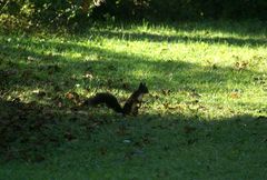 Eichhörnchen auf Haselnußpirsch