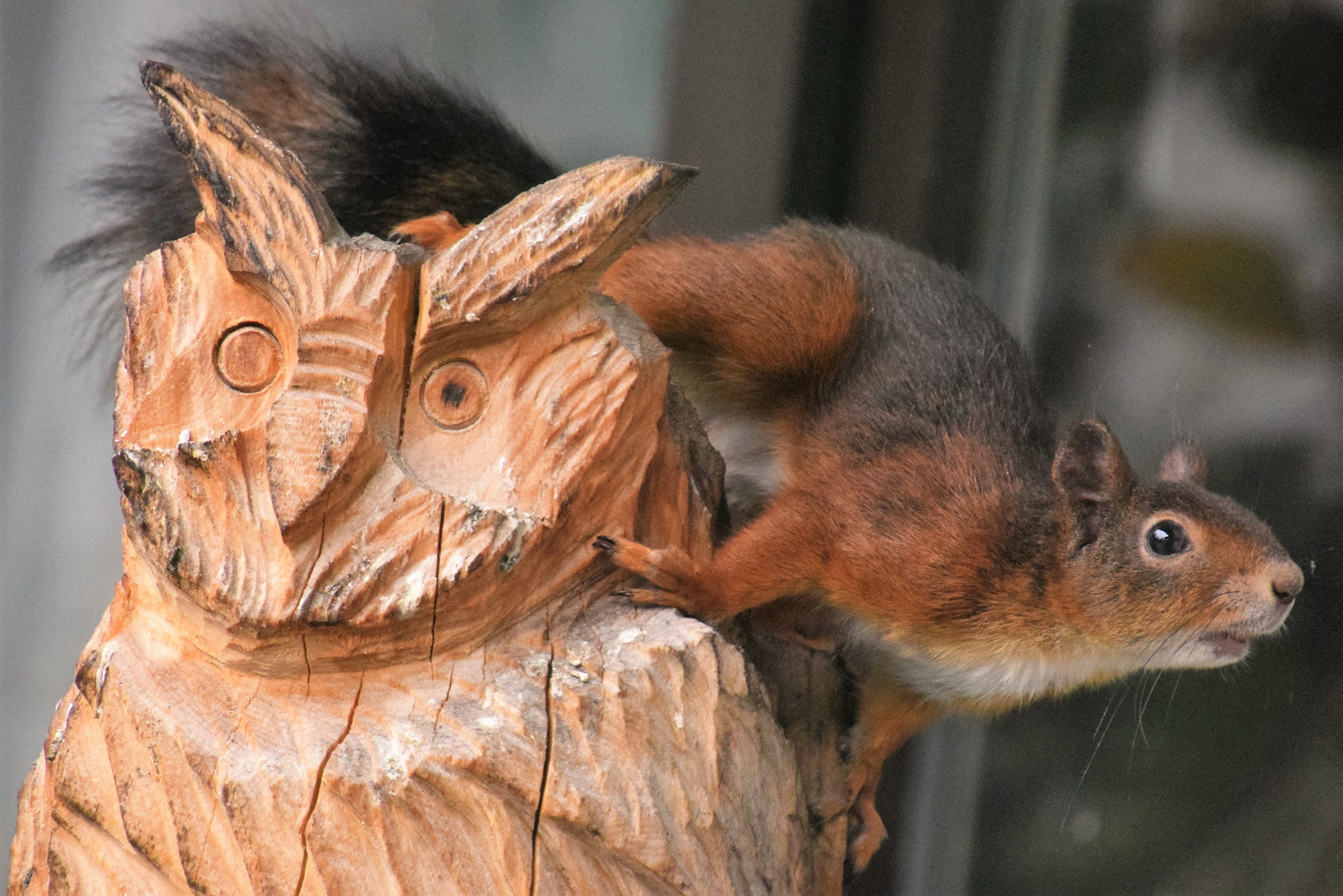 Eichhörnchen auf Holzeule