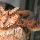 Eichhörnchen auf Holzeule