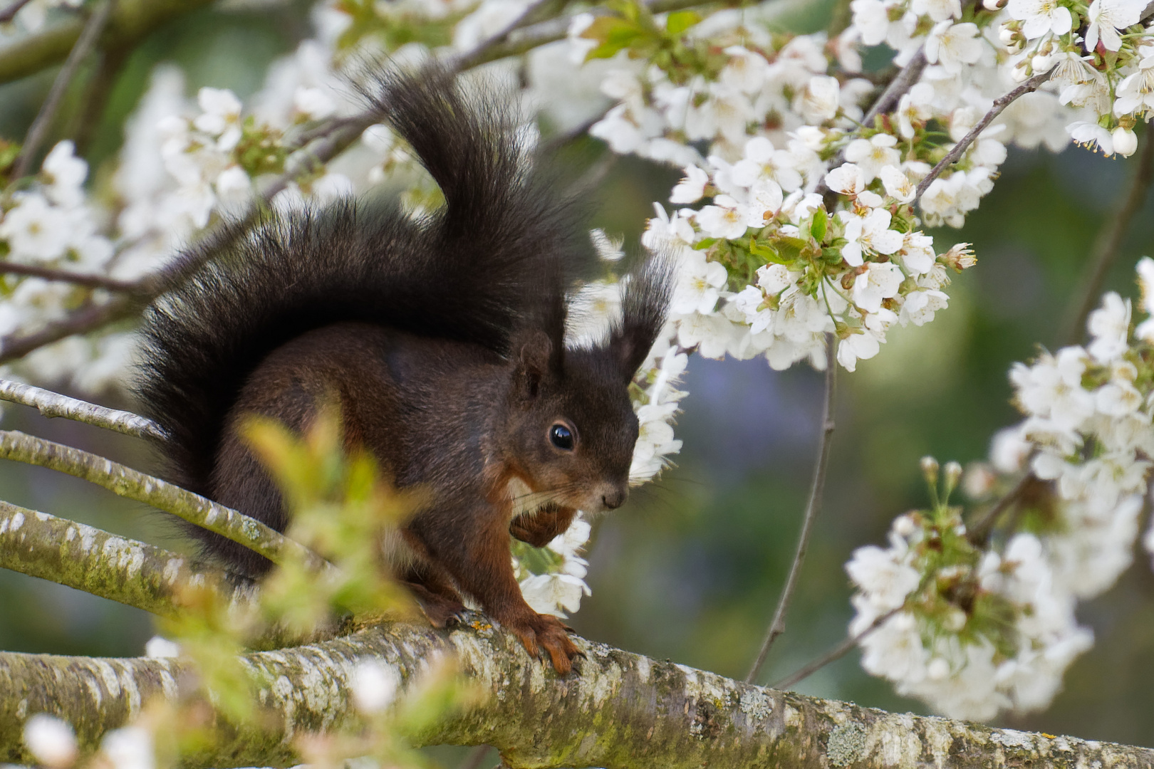 Eichhörnchen auf Kirschbaum