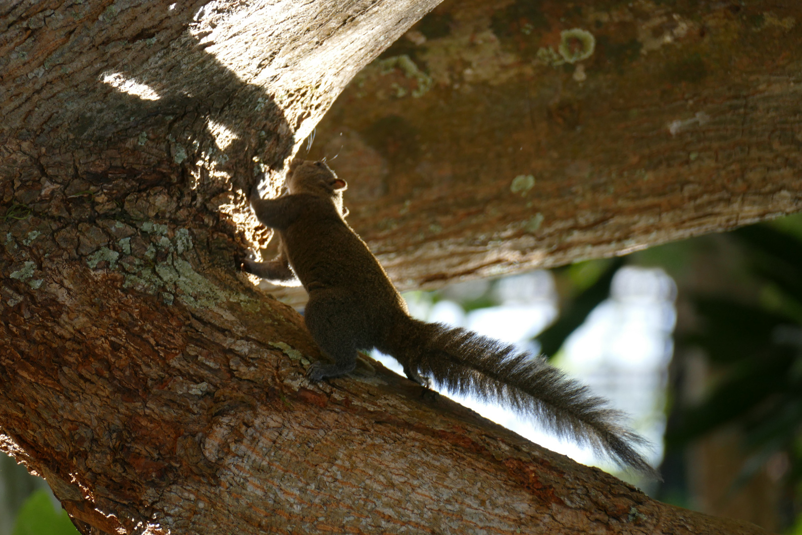 Eichhörnchen auf Langkawi