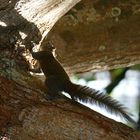 Eichhörnchen auf Langkawi