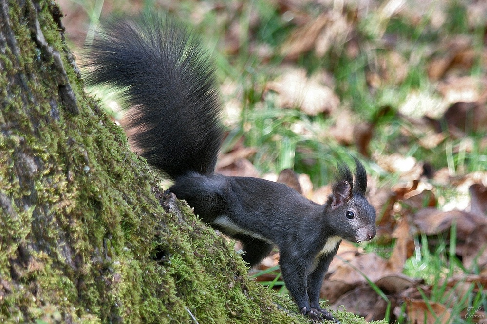 Eichhörnchen auf Moos