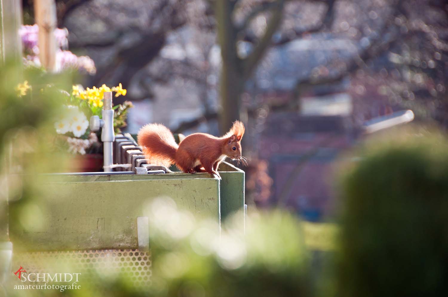 Eichhörnchen auf Nachbars Balkon