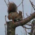 Eichhörnchen auf Nahrungssuche