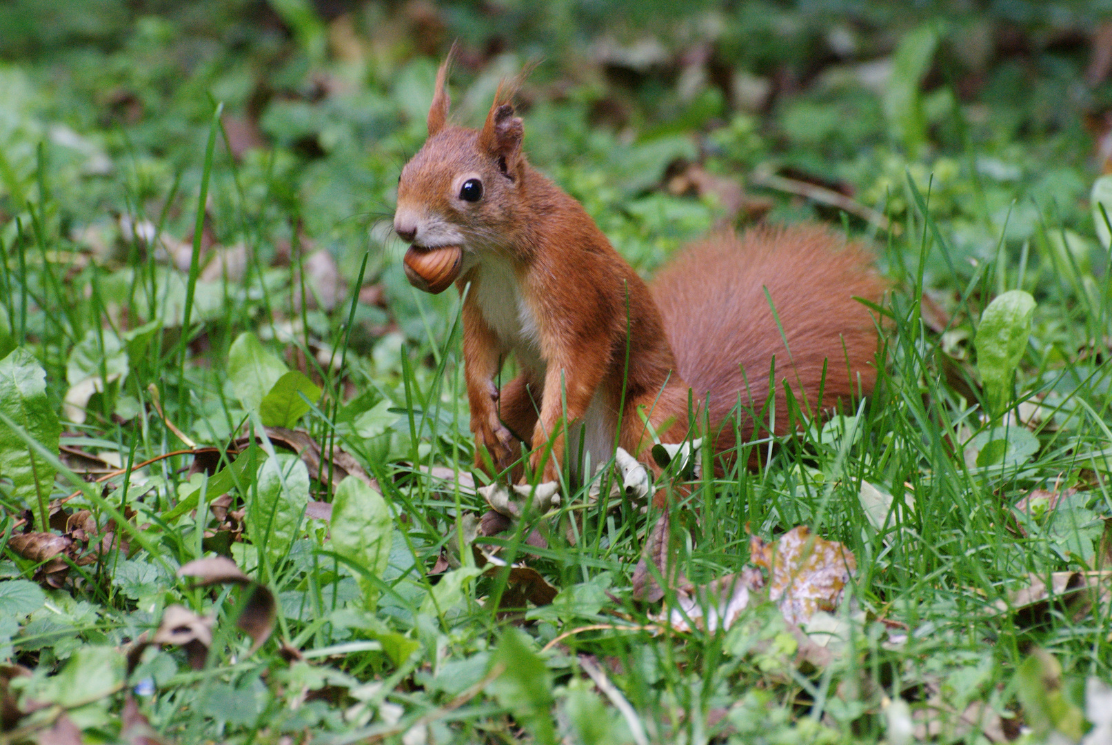 Eichhörnchen auf Nahrungssuche