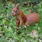 Eichhörnchen auf Nahrungssuche