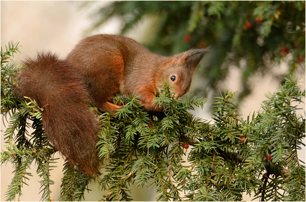 Eichhörnchen auf Nahrungssuche