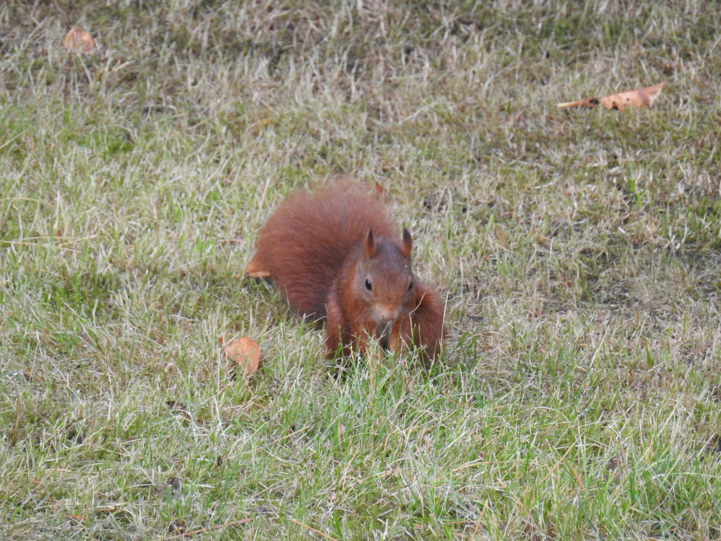 Eichhörnchen auf Nahrungssuche