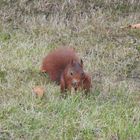 Eichhörnchen auf Nahrungssuche