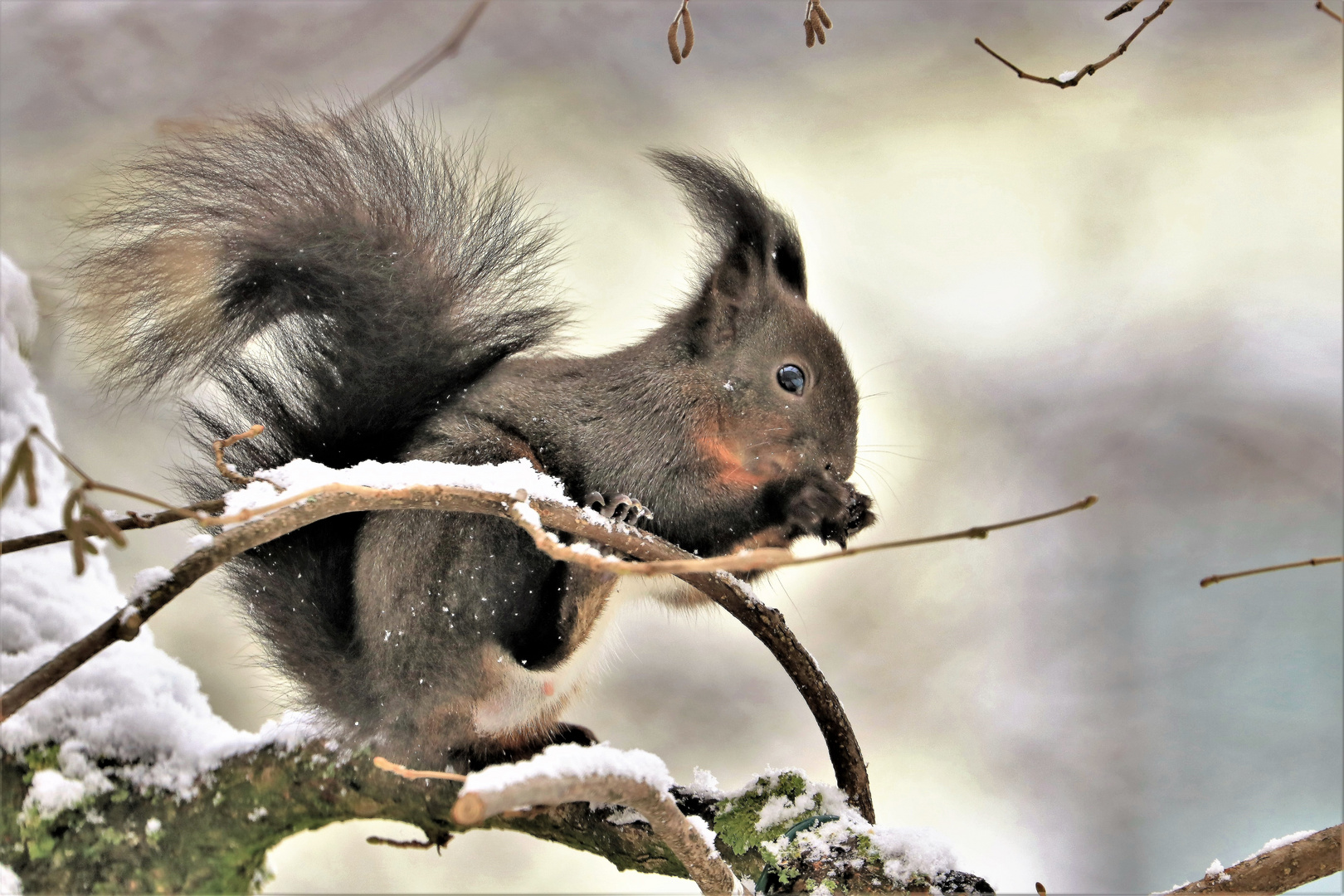 Eichhörnchen auf Nahrungssuche