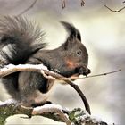 Eichhörnchen auf Nahrungssuche