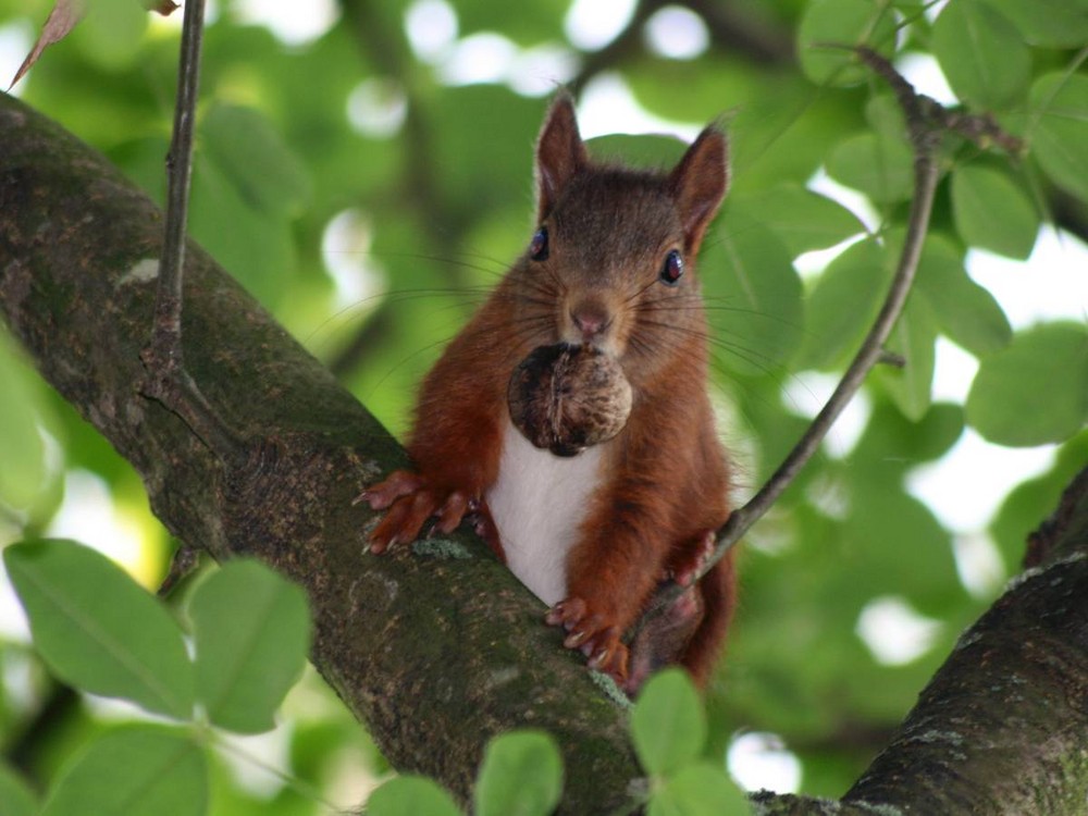 Eichhörnchen auf Nußbaum
