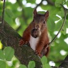 Eichhörnchen auf Nußbaum