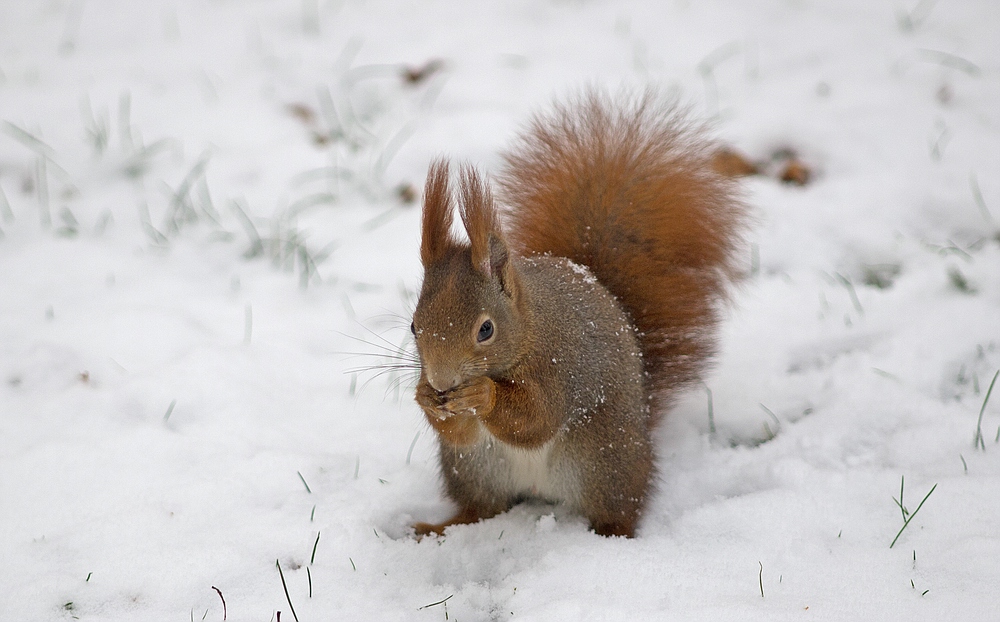 Eichhörnchen auf Schnee