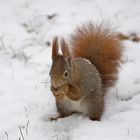 Eichhörnchen auf Schnee