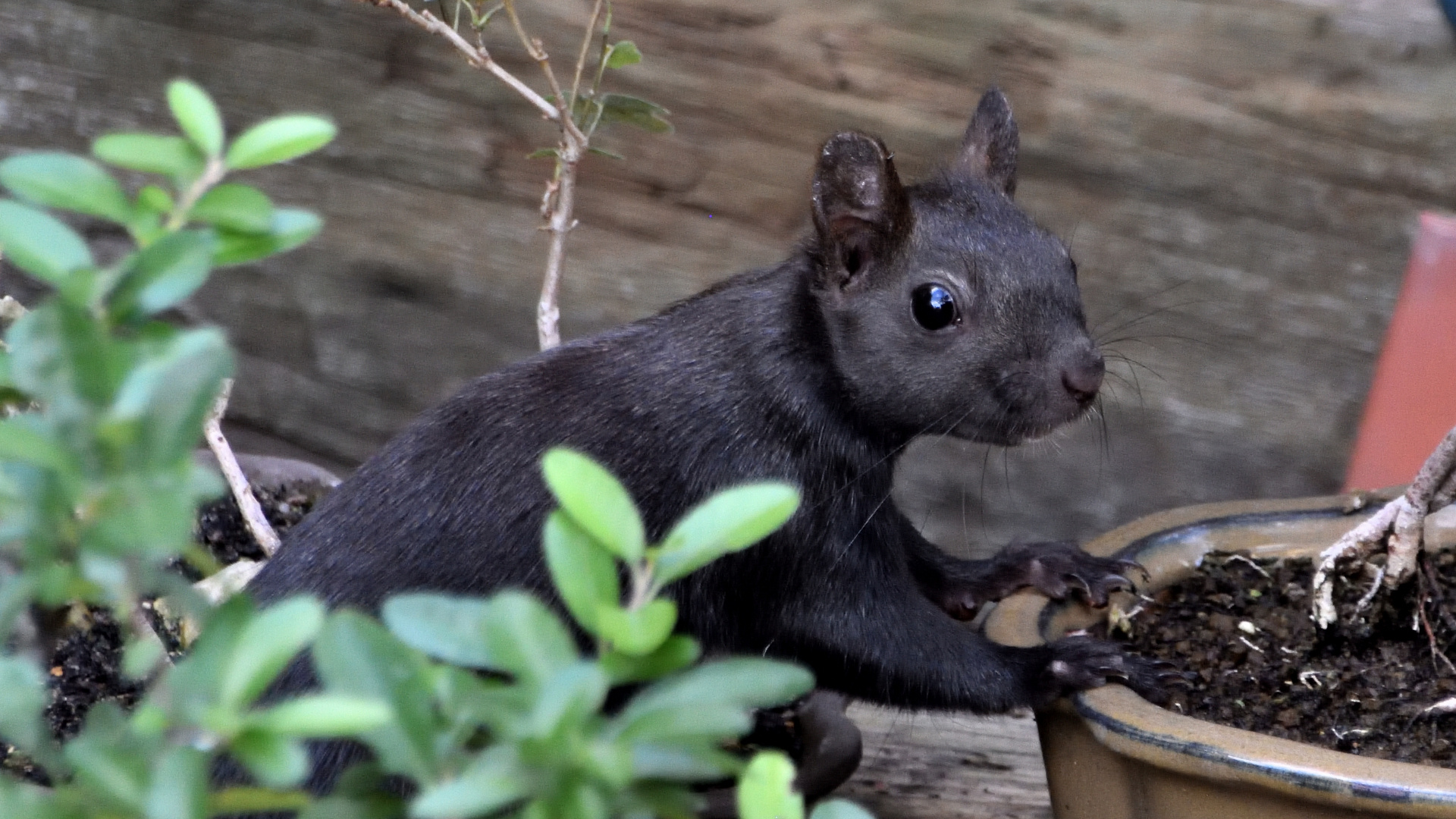 Eichhörnchen auf Schnuppertour