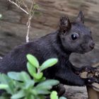 Eichhörnchen auf Schnuppertour