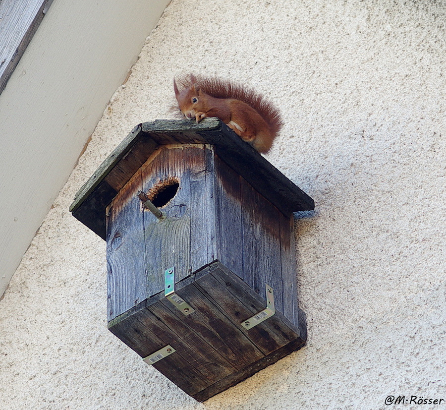 Eichhörnchen auf seinem sog. Kobel...