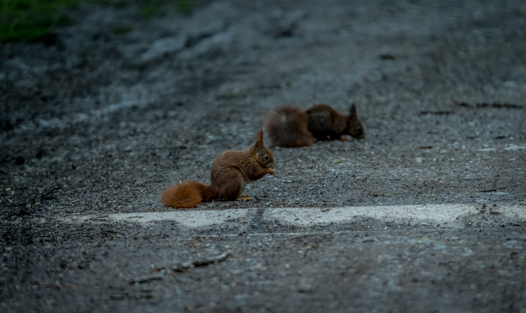 Eichhörnchen auf Straße 