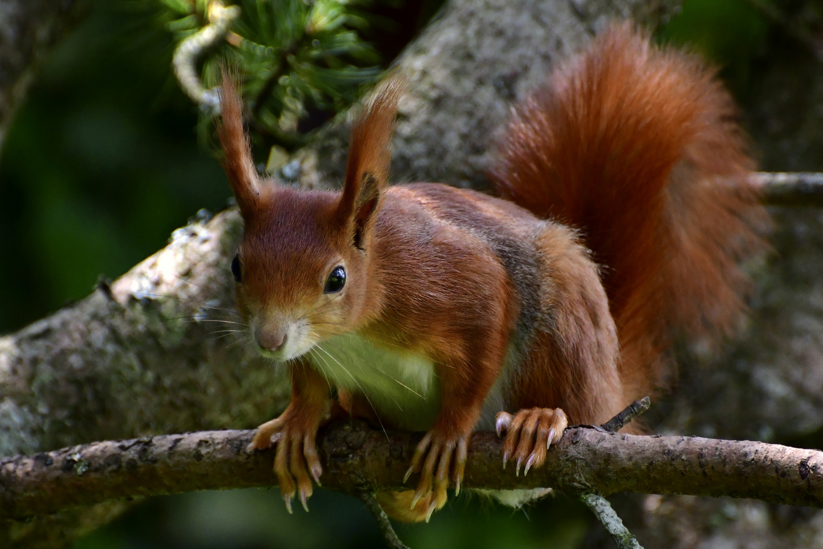 Eichhörnchen auf Suche nach Haselnüssen