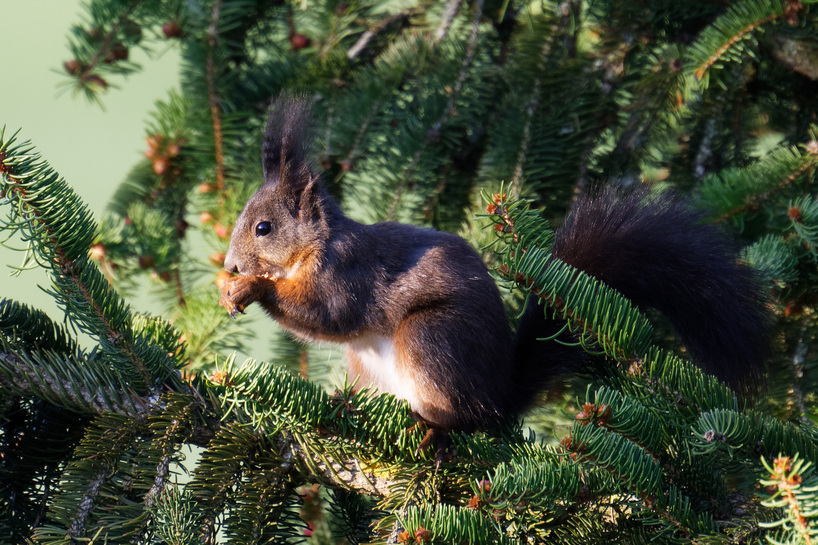 Eichhörnchen auf Tannenbaum