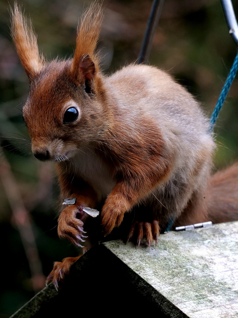 Eichhörnchen auf Vogelhaus