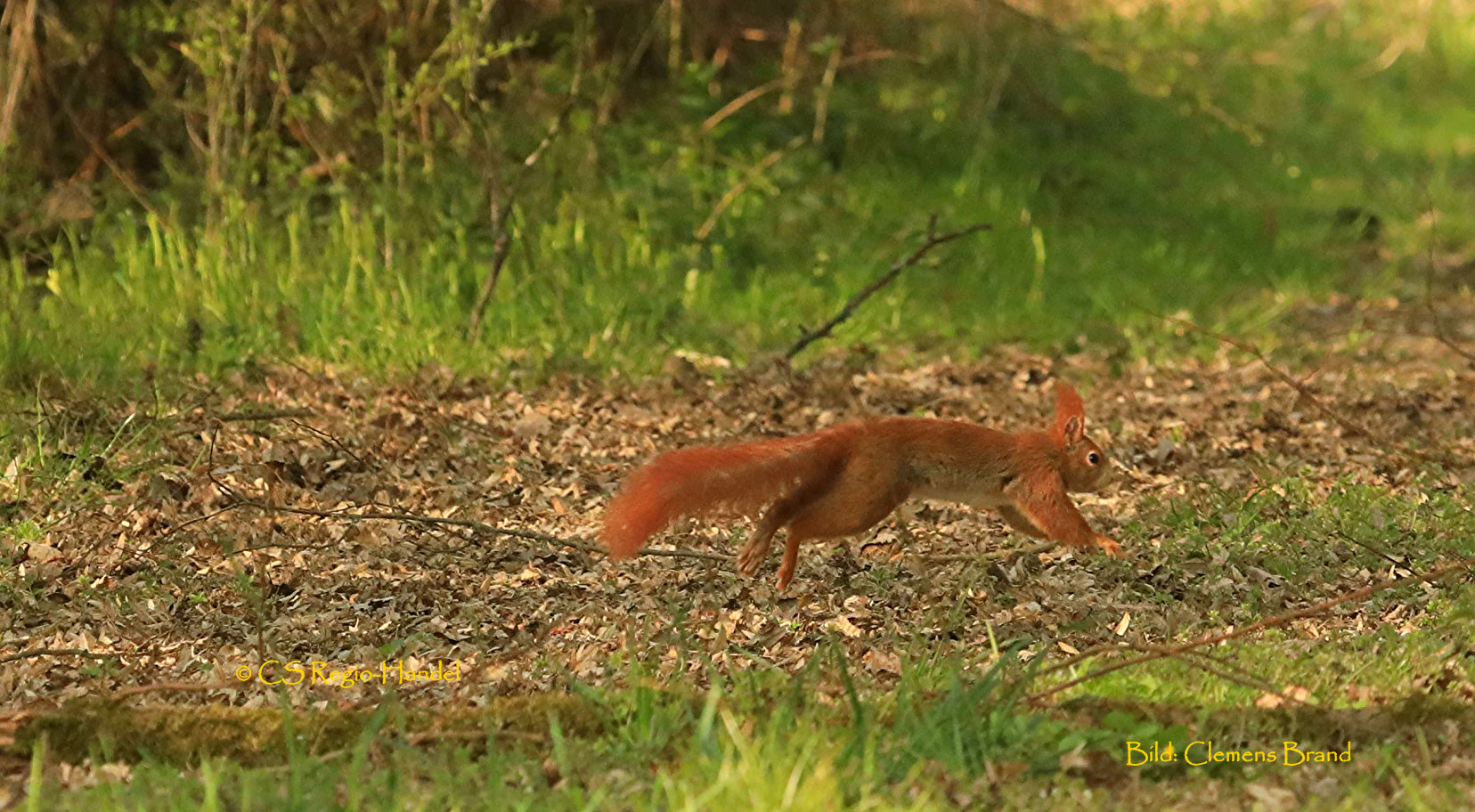 Eichhörnchen auf Waldweg 