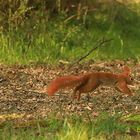 Eichhörnchen auf Waldweg 