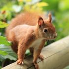 Eichhörnchen auf Wanderweg