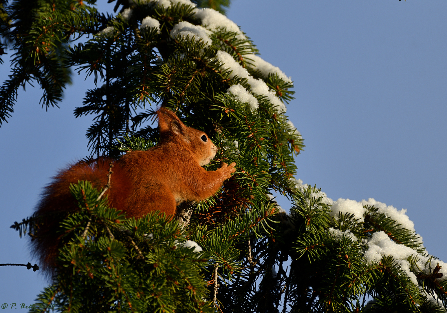 Eichhörnchen auf Weißtanne im Garten