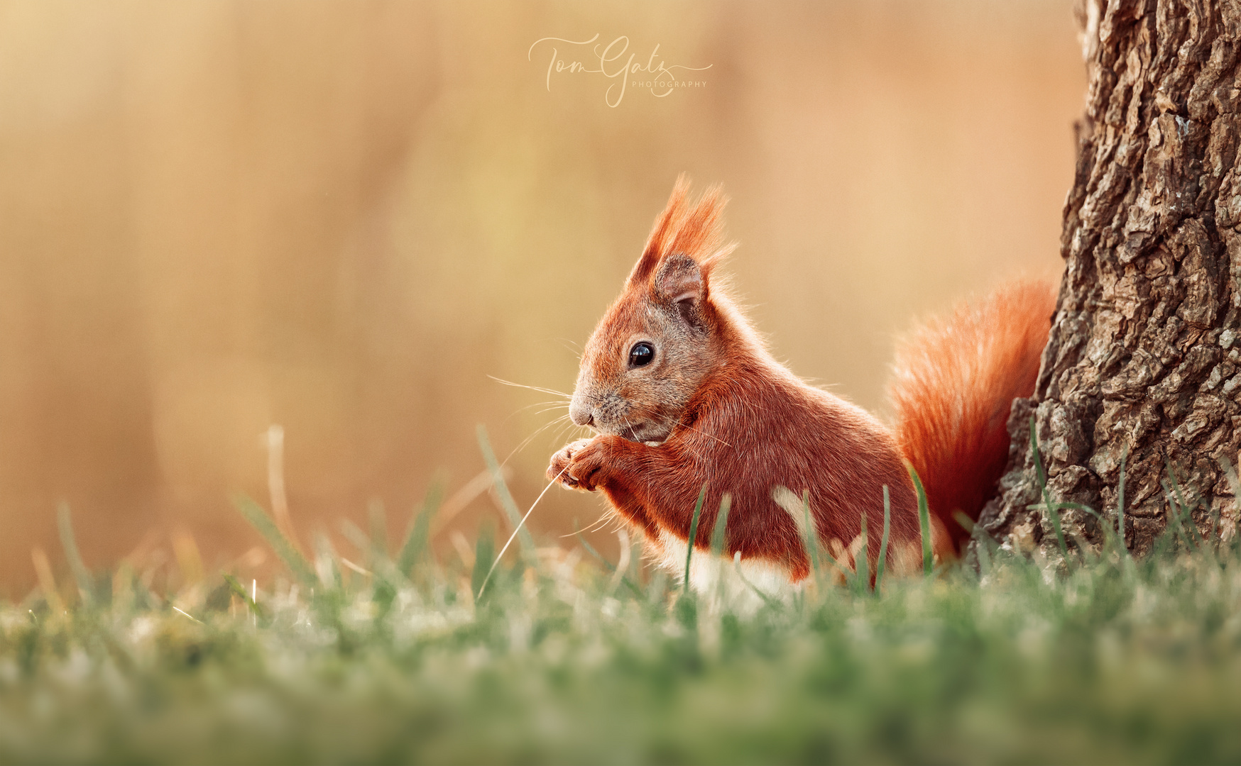 Eichhörnchen auf Wiese