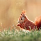 Eichhörnchen auf Wiese