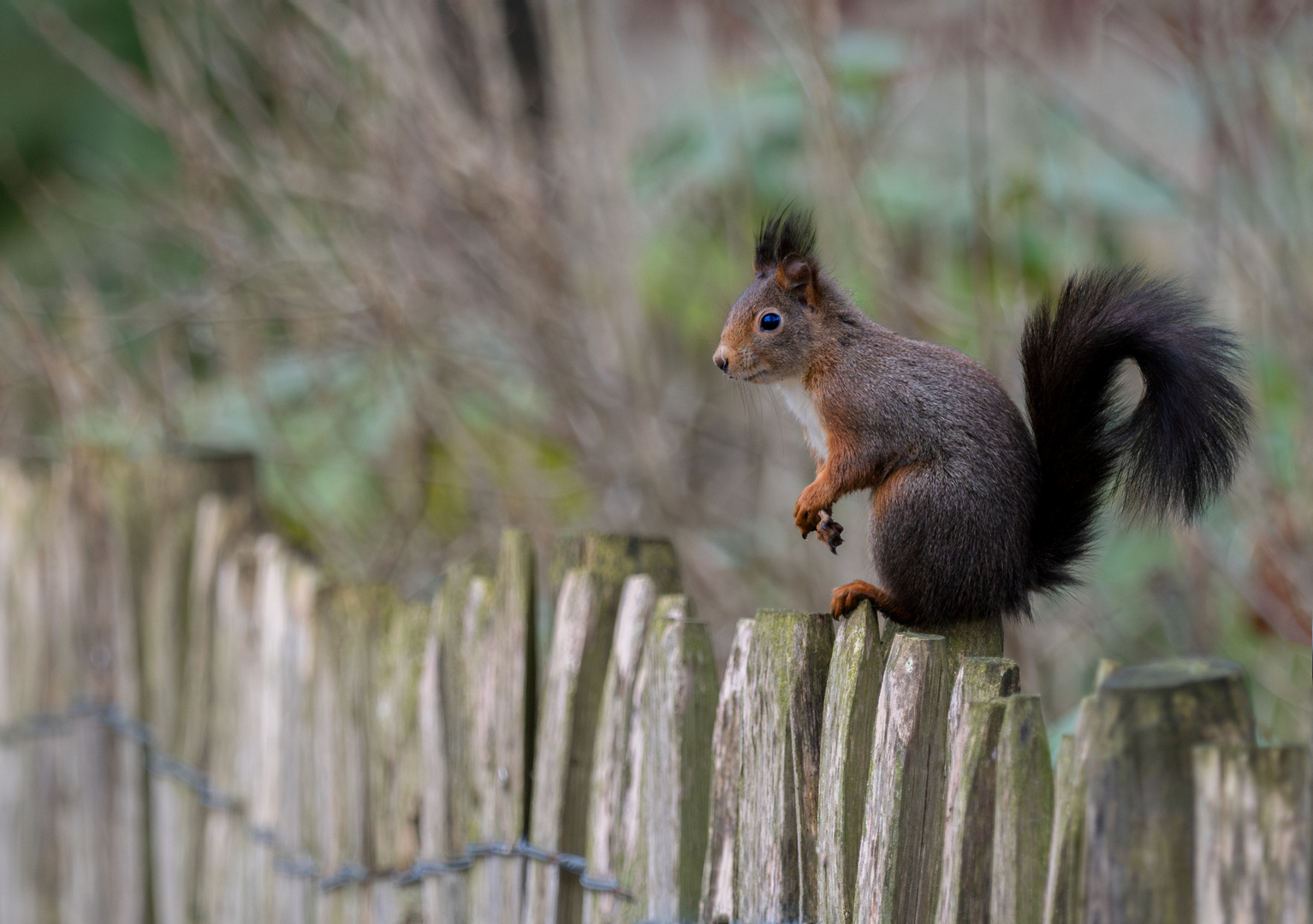 Eichhörnchen auf Zaun