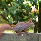 Eichhörnchen auf Zaun