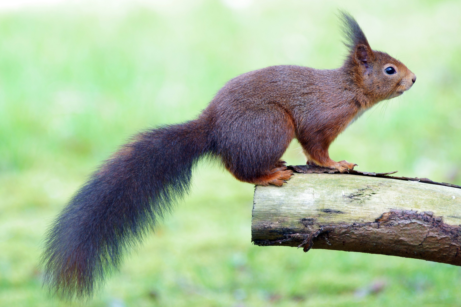 Eichhörnchen aufm Sprung Foto & Bild