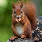 Eichhörnchen aufrecht sitzend und ganz nah