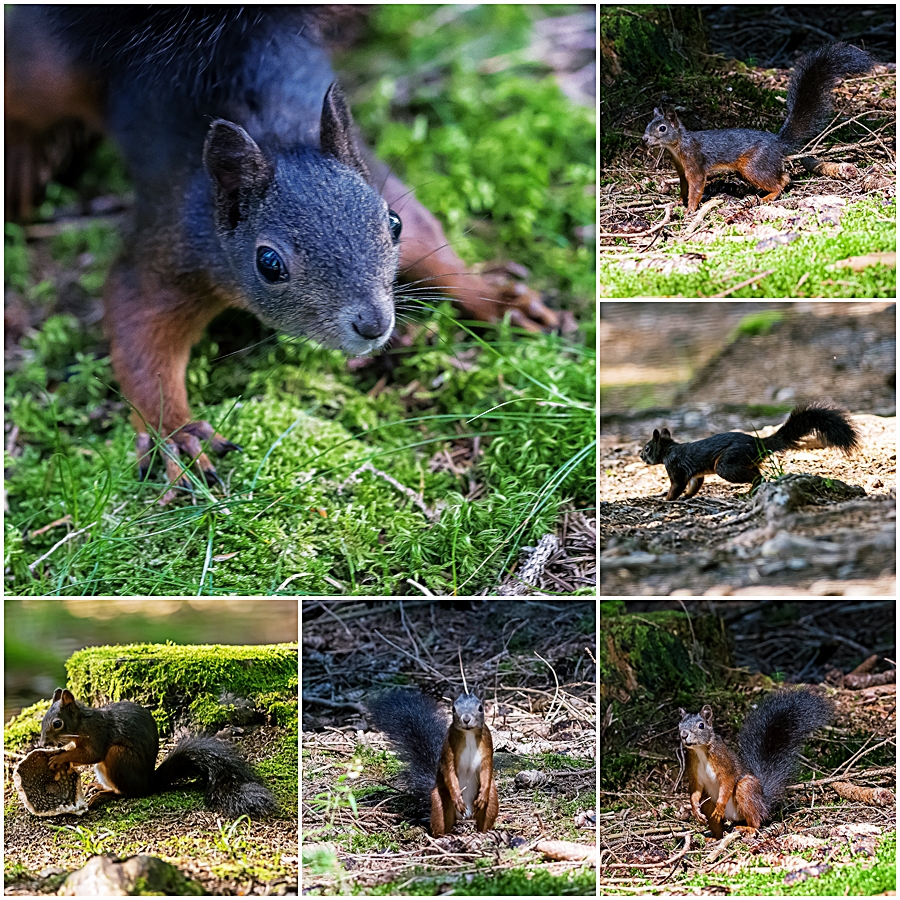 Eichhörnchen aus Breitnau