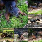 Eichhörnchen aus Breitnau