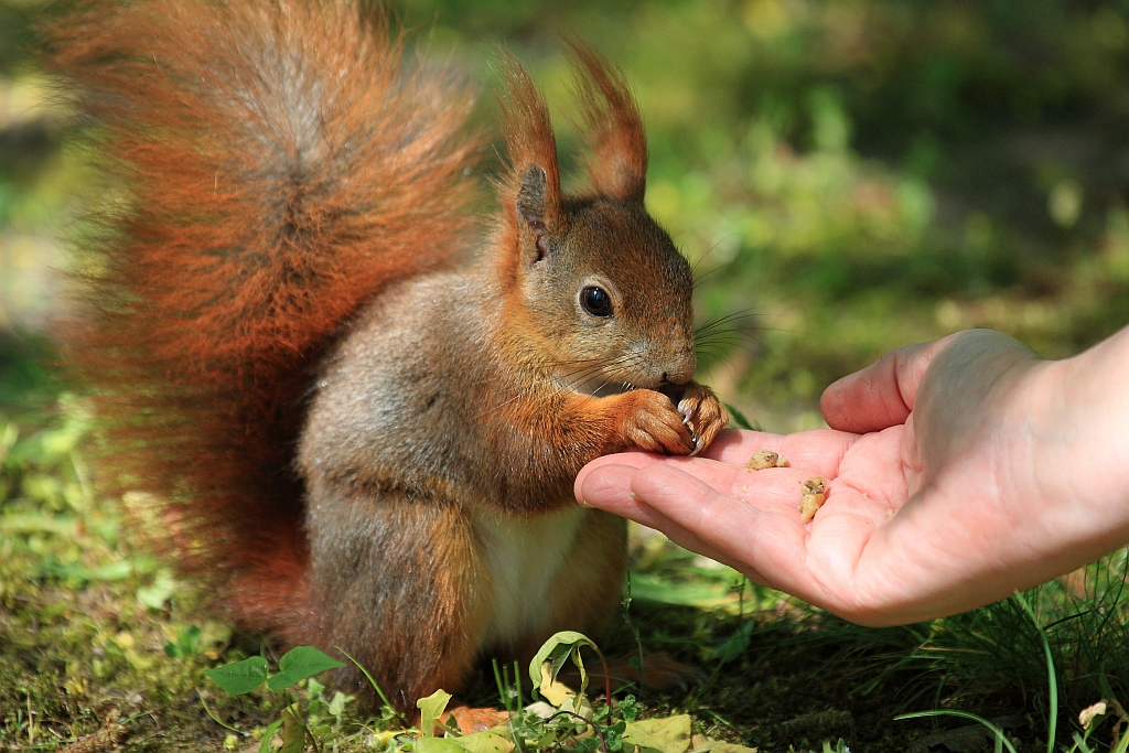 Eichhörnchen aus der Hand füttern