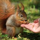 Eichhörnchen aus der Hand füttern